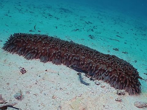 Endangerd Sea Cucumber This species of Sea Cucumber - Thelenota ananas is listed as Endangered in the IUCN Red List. Maldives,Pineapple Sea Cucumber,Sea Cucumber,Thelenota ananas
