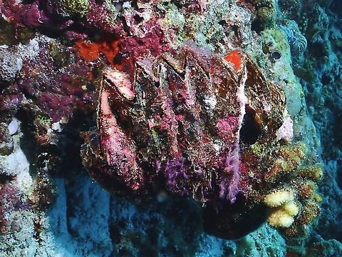 Cockscomb Oyster - Lopha cristagalli Cockscomb Oyster,Lopha cristagalli,Maldives,Oyster