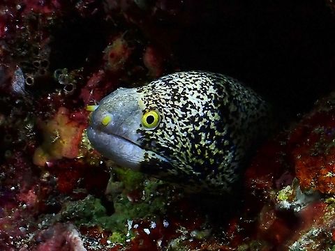 Snowflake Moray Eel - Echidna nebulosa  Echidna nebulosa,Maldives,Moray,Moray Eel,Snowflake Moray