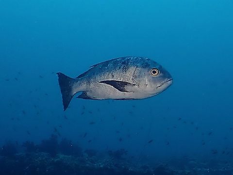 Midnight Snapper - Macolor macularis  Fish,Macolor macularis,Maldives,Midnight Snapper,Snapper