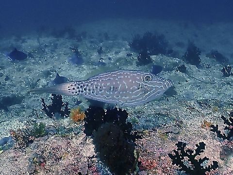 Scribbled Filefish - Aluterus scriptus  Aluterus scriptus,Filefish,Fish,Maldives,Scrawled Filefish,Scribbled Filefish