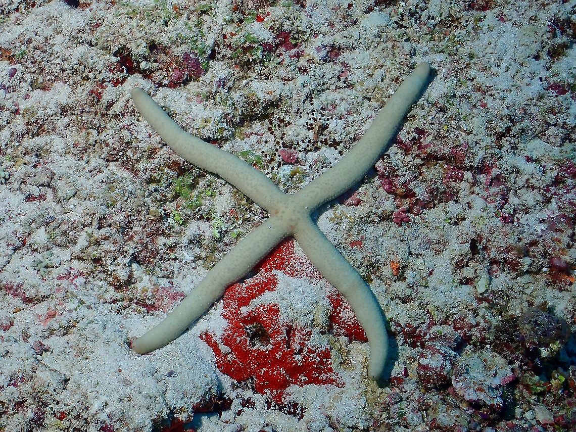 X This Guiding&#039;s Sea Star - Linckia guildingi  has only 4 arms. Guiding's Sea Star,Linckia guildingi,Maldives,Sea Star,Starfish