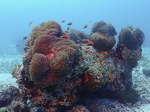 Magnificent Sea Anemone Big cluster of Magnificent Sea Anemone - Heteractis magnifica hosting a big family of Clownfishes. Heteractis magnifica,Magnificent Sea Anemone,Maldives,Sea Anemone