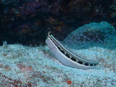 Lined Combtooth Blenny - Ecsenius lineatus  Blenny,Ecsenius lineatus,Fish,Linear Blenny,Lined Combtooth Blenny,Maldives