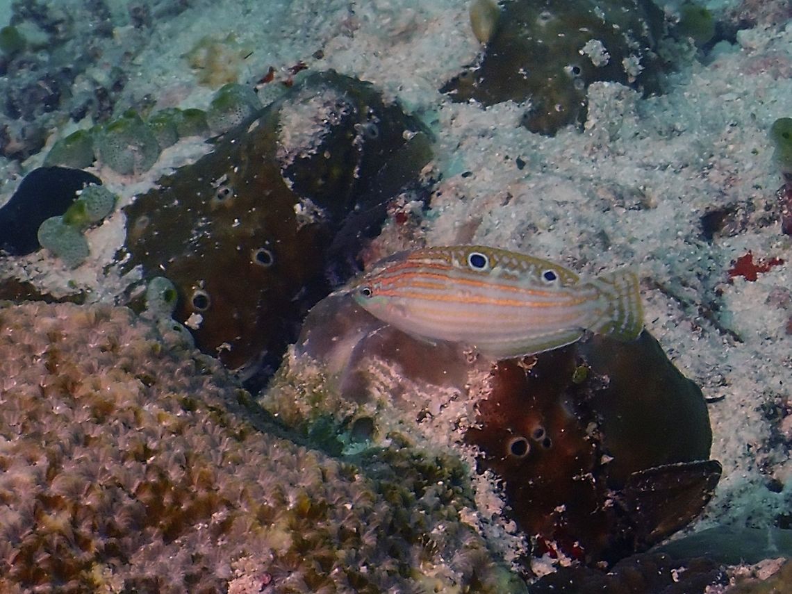 Cosmetic Wrasse - Halichoeres cosmetus Pale greenish with 6-7 bright orange stripes.<br />
Juvenile Phase - Similar with pair of rimmed black spots on dorsal fin. Cosmetic Wrasse,Fish,Halichoeres cosmetus,Maldives,Wrasse
