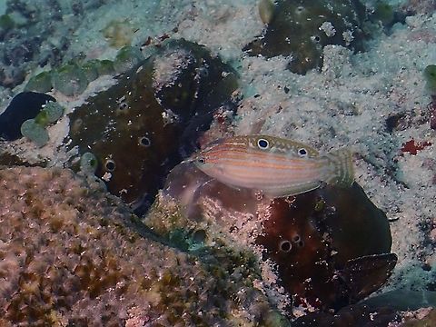 Cosmetic Wrasse - Halichoeres cosmetus Pale greenish with 6-7 bright orange stripes.
Juvenile Phase - Similar with pair of rimmed black spots on dorsal fin. Cosmetic Wrasse,Fish,Halichoeres cosmetus,Maldives,Wrasse