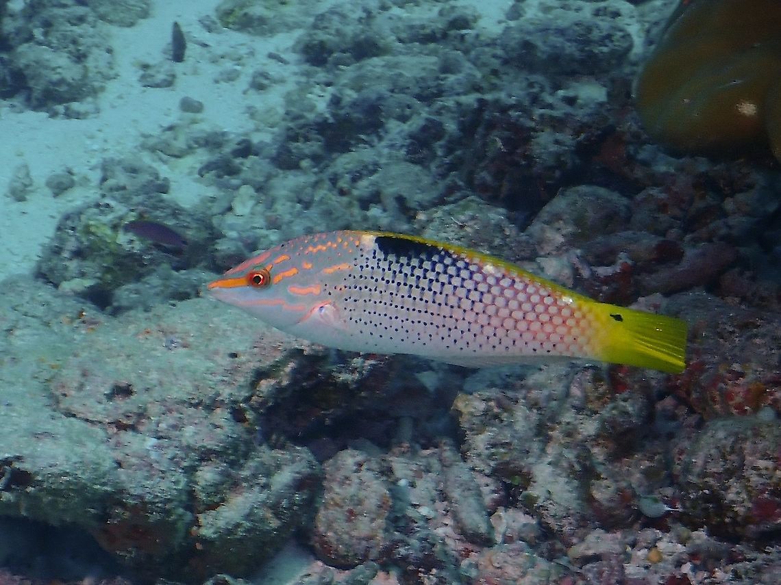 Checkerboard Wrasse - Halichoeres hortulanus  Checkerboard Wrasse,Checkerboard wrasse,Fish,Halichoeres hortulanus,Maldives,Wrasse