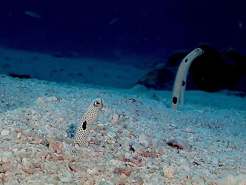 Spotted Garden Eels - Heteroconger hassi  Eel,Fish,Garden Eel,Heteroconger hassi,Malaysia,Spotted Garden Eel