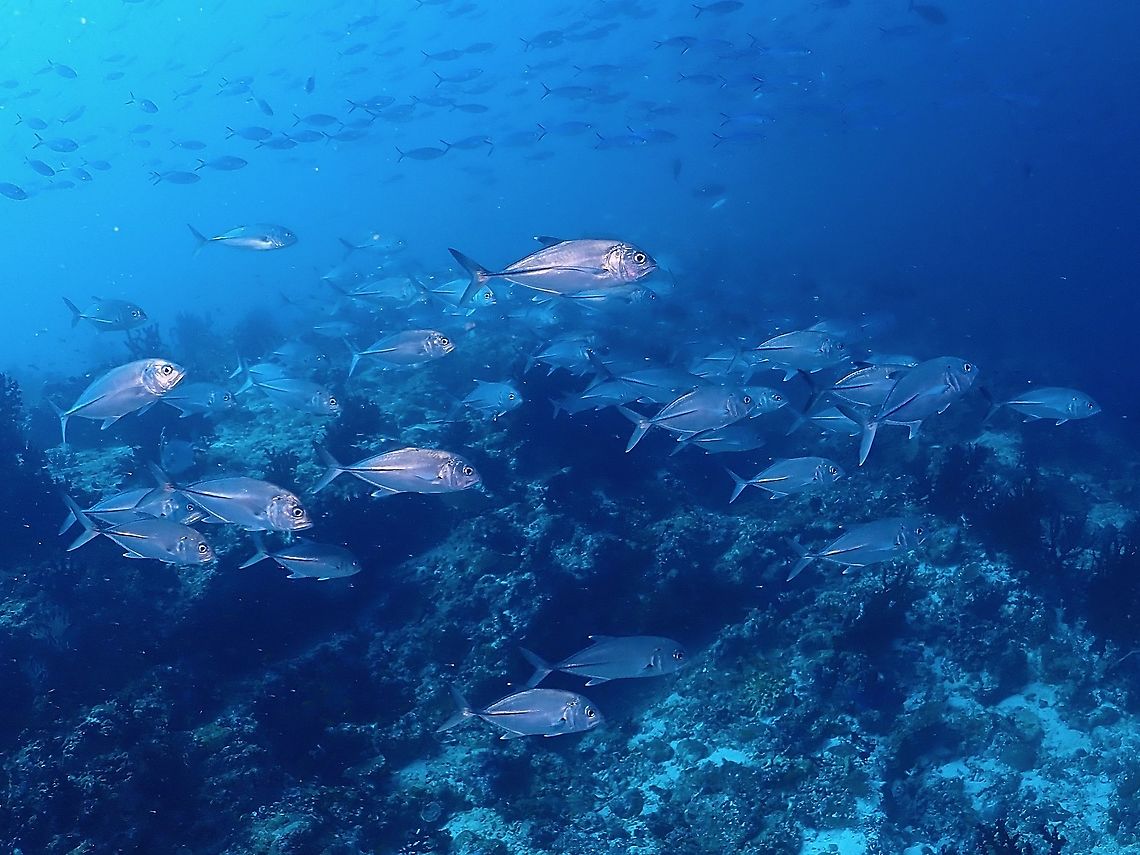 School of Jacks  Bigeye trevally,Caranx sexfasciatus,Fish,Jacks,Maldives,Tevally