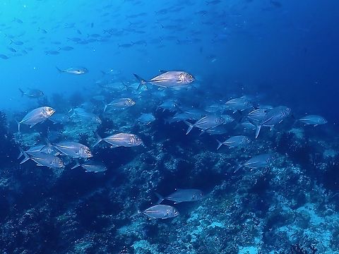 School of Jacks  Bigeye trevally,Caranx sexfasciatus,Fish,Jacks,Maldives,Tevally