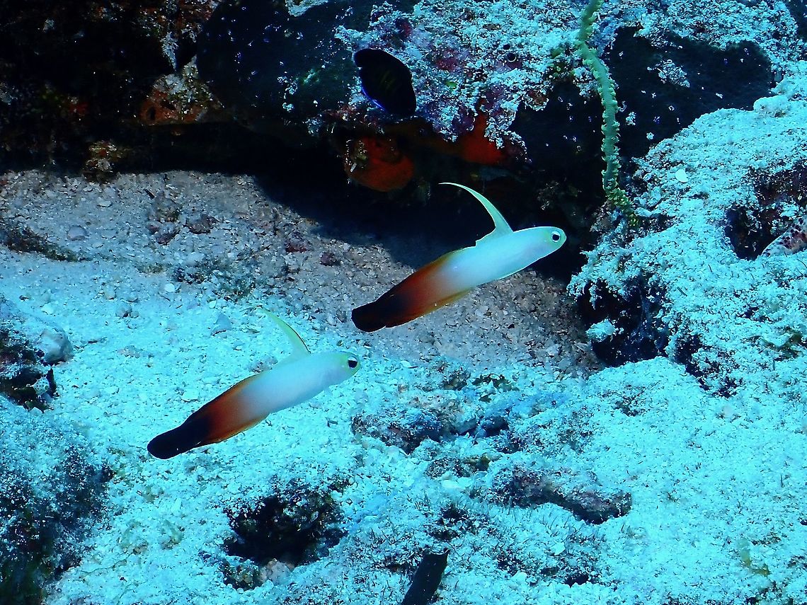 Fire Dartfish - Nemateleotris magnifica  Dartfish,Fire Dartfish,Fire Goby,Fish,Goby,Maldives,Nemateleotris magnifica