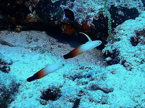 Fire Dartfish - Nemateleotris magnifica  Dartfish,Fire Dartfish,Fire Goby,Fish,Goby,Maldives,Nemateleotris magnifica