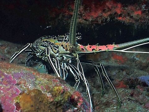 Yummy A good size Spiny Lobster - Panulirus versicolor Blue Spiny Lobster,Lobster,Maldives,Panulirus versicolor,Spiny Lobster