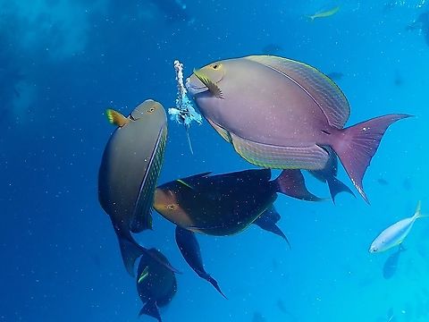 Yellowline Surgeonfish - Acanthurus xanthopterus  Acanthurus xanthopterus,Fish,Maldives,Surgeonfish,Yellowline Surgeonfish