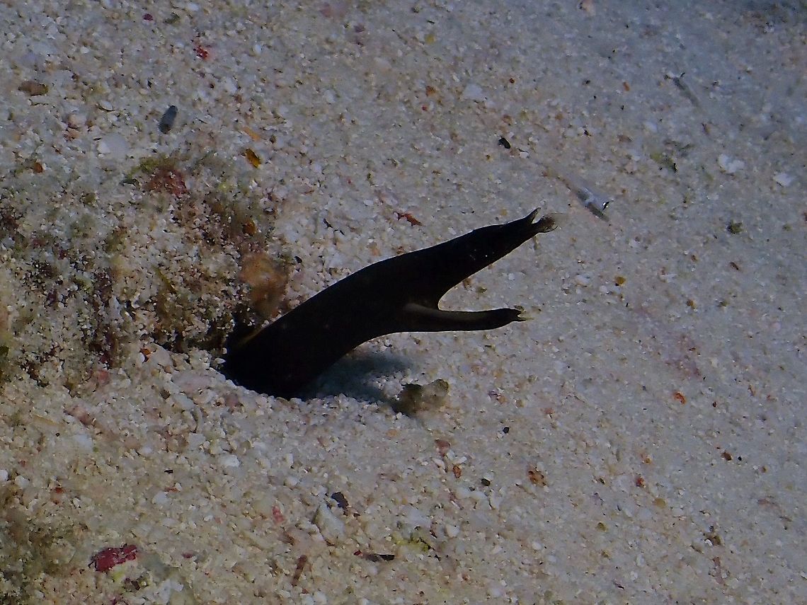 Ribbon Eel - Rhinomuraena quaesita Juvenile phase in black colours. Eel,Maldives,Rhinomuraena quaesita,Ribbon Eel