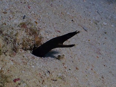 Ribbon Eel - Rhinomuraena quaesita Juvenile phase in black colours. Eel,Maldives,Rhinomuraena quaesita,Ribbon Eel
