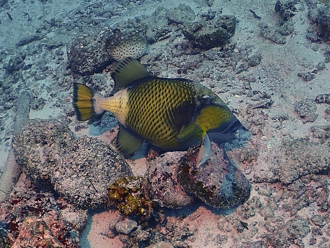 Titan Triggerfish - Balistoides viridescens  Balistoides viridescens,Fish,Maldives,Titan Triggerfish,Titan triggerfish,Triggerfish