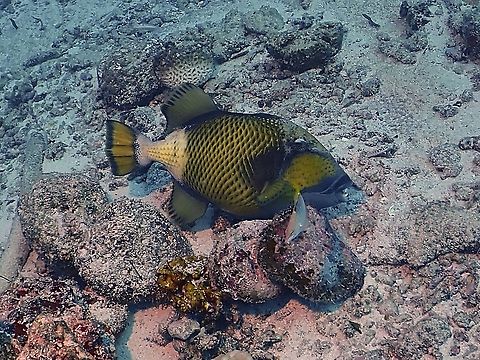 Titan Triggerfish - Balistoides viridescens  Balistoides viridescens,Fish,Maldives,Titan Triggerfish,Titan triggerfish,Triggerfish