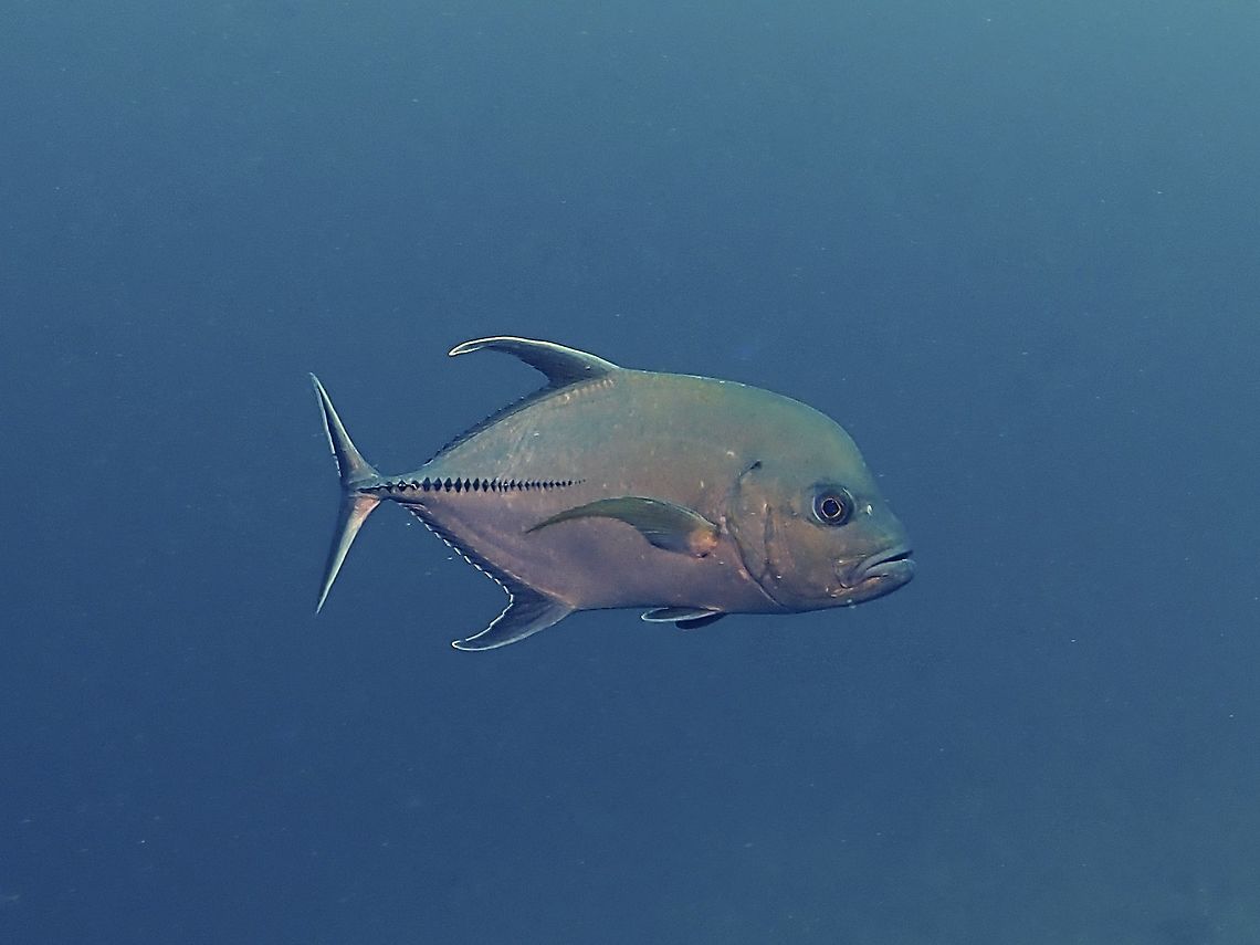 Black Jack - Caranx lugubris  Black Jack,Caranx lugubris,Fish,Jack,Maldives,Trevally