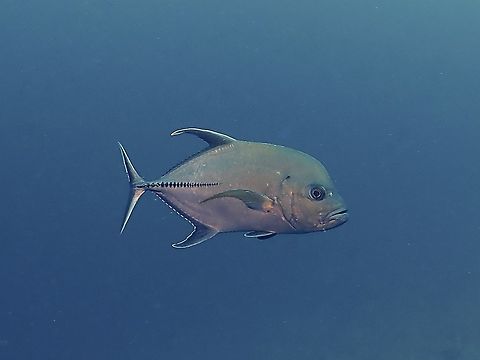 Black Jack - Caranx lugubris  Black Jack,Caranx lugubris,Fish,Jack,Maldives,Trevally