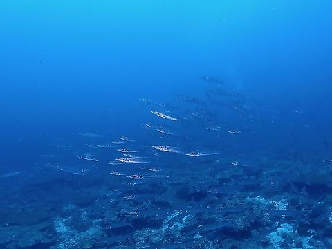Heller's Barracuda - Sphyraena helleri  Barracuda,Fish,Heller's Barracuda,Maldives,Sphyraena helleri
