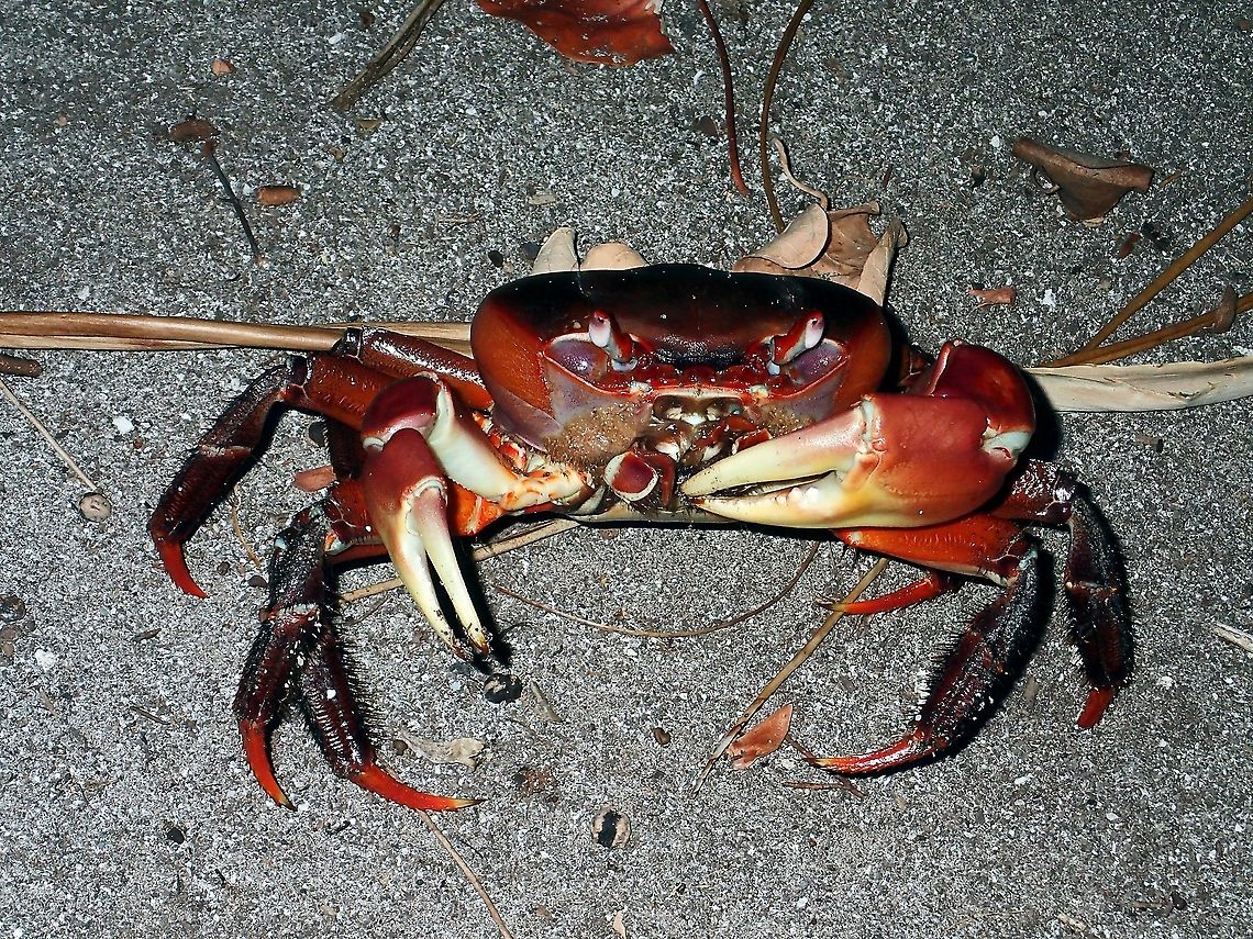 Brown Land Crab - Cardisoma carnifex Lots of them on the island we visited, they only come out late afternoon and night time to feed.<br />
During day time, they are hiding in holes on the sand. Brown Land Crab,Cardisoma carnifex,Crab,Land Crab,Maldives
