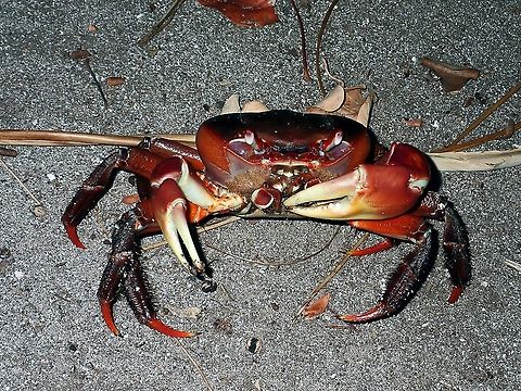 Brown Land Crab - Cardisoma carnifex Lots of them on the island we visited, they only come out late afternoon and night time to feed.
During day time, they are hiding in holes on the sand. Brown Land Crab,Cardisoma carnifex,Crab,Land Crab,Maldives