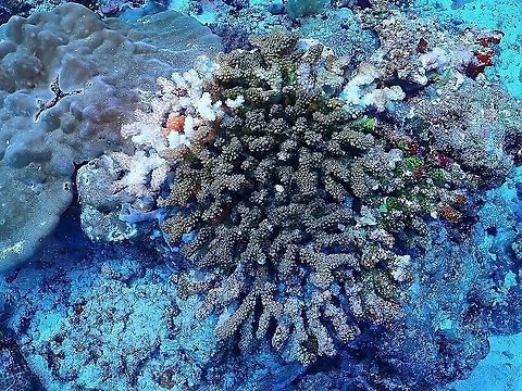 Cauliflower Coral - Pocillopora verrucosa  Cauliflower Coral,Coral,Maldives,Pocillopora verrucosa,Rasp Coral,Stony Corals