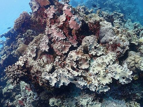 Toadstool Leather Corals - Sarcophyton sp.  Corals,Leather Corals,Maldives,Sarcophyton,Sarcophyton sp,Toadstool Leather Corals