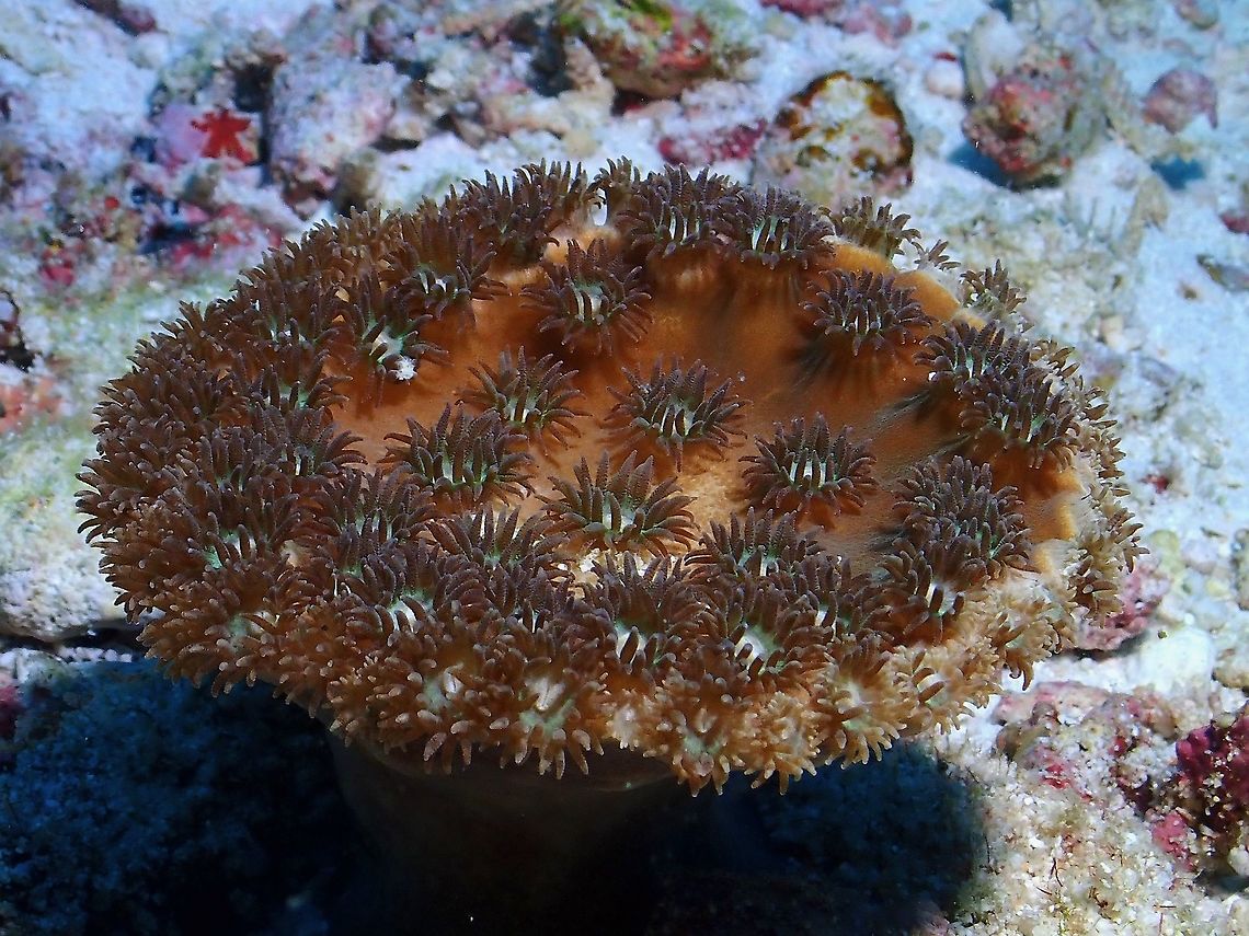 Stony Corals - Turbinaria peltata (Updated ID Duncanopsammia peltata)  Corals,Disc coral,Duncanopsammia peltata,Maldives,Stony Corals,Turbinaria  peltata