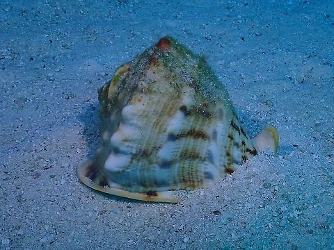 Horned Helmet Snail - Cassis cornuta  Cassis cornuta,Helmet Snail,Horned Helmet Snail,Maldives,Snail