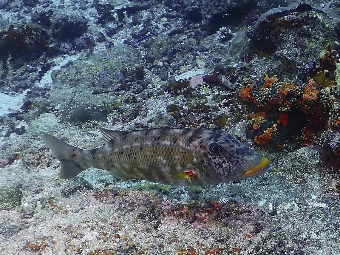 Yellowlip Emperor - Lethrinus xanthochilus Elongate body; unmarked silvery pale grey to olive, also mottled and blotched pattern; yellow upper lip, yellow to orange spot on base of pectoral fin. Emperor Fish,Fish,Lethrinus xanthochilus,Maldives,Yellowlip Emperor