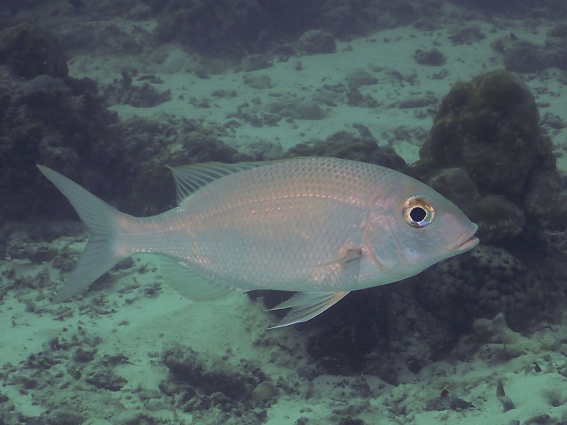 Emperor Bream - Gymnocranius sp.  Bream,Emperor Bream,Emperor Fish,Fish,Gymnocranius,Gymnocranius sp,Maldives