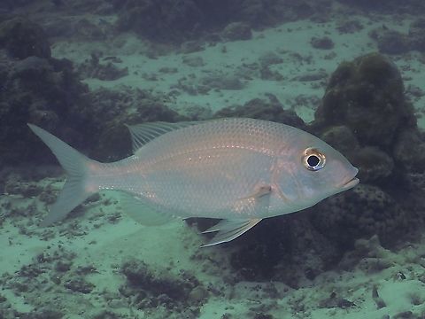 Emperor Bream - Gymnocranius sp.  Bream,Emperor Bream,Emperor Fish,Fish,Gymnocranius,Gymnocranius sp,Maldives