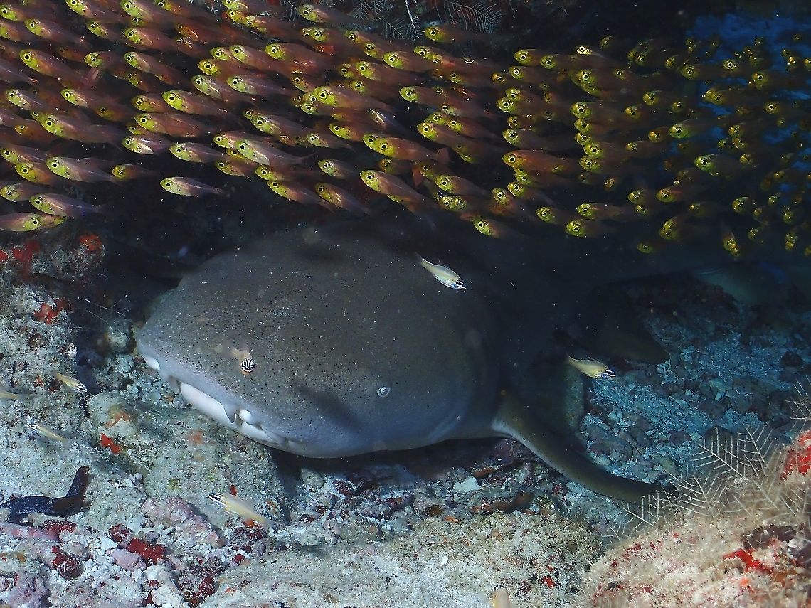 Golden Sweeper - Parapriacanthus ransonneti This observation refers to the group of small fishes, ignores the Nurse Sharks.<br />
Those small sized fishes are usually seen in group and also known as glass fishes.  They usually hangs around underhangs and holes between rocks. Fish,Glass Fish,Golden Sweeper,Maldives,Parapriacanthus ransonneti,Pigmy sweeper