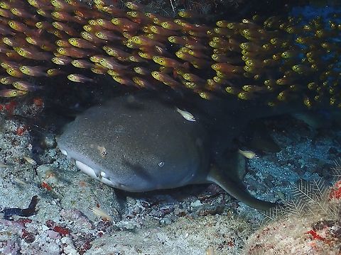 Golden Sweeper - Parapriacanthus ransonneti This observation refers to the group of small fishes, ignores the Nurse Sharks.
Those small sized fishes are usually seen in group and also known as glass fishes.  They usually hangs around underhangs and holes between rocks. Fish,Glass Fish,Golden Sweeper,Maldives,Parapriacanthus ransonneti,Pigmy sweeper