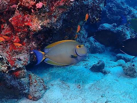 Eyestripe Surgeonfish - Acanthurus dussumieri Bluish to brownish body with horizontal line markings; yellow stripe through eye, tail blue with numerous black spots. Acanthurus dussumieri