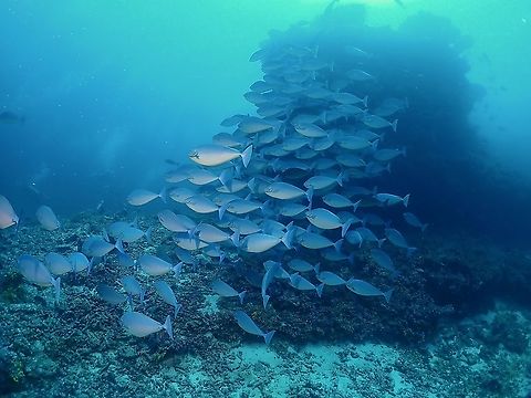 Unicorn without Horn Brown to bluish grey gradating to yellowish lower side (can quickly change to pale blue); black margin on gill cover. Fish,Maldives,Naso hexacanthus,Sleek Unicornfish,Unicornfish