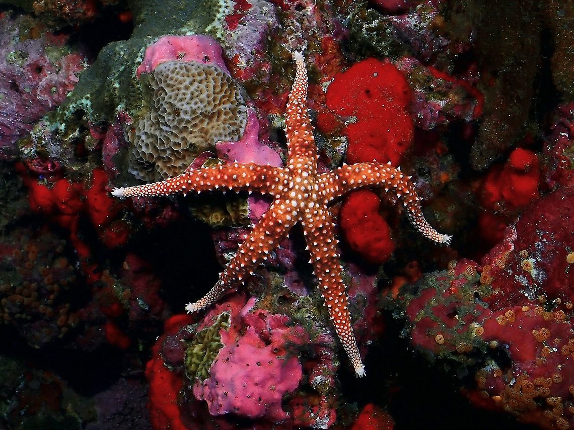 Egyptian Sea Star - Gomophia egyptiaca  Egyptian Sea Star,Gomophia egyptiaca,Maldives,Sea Star,Starfish