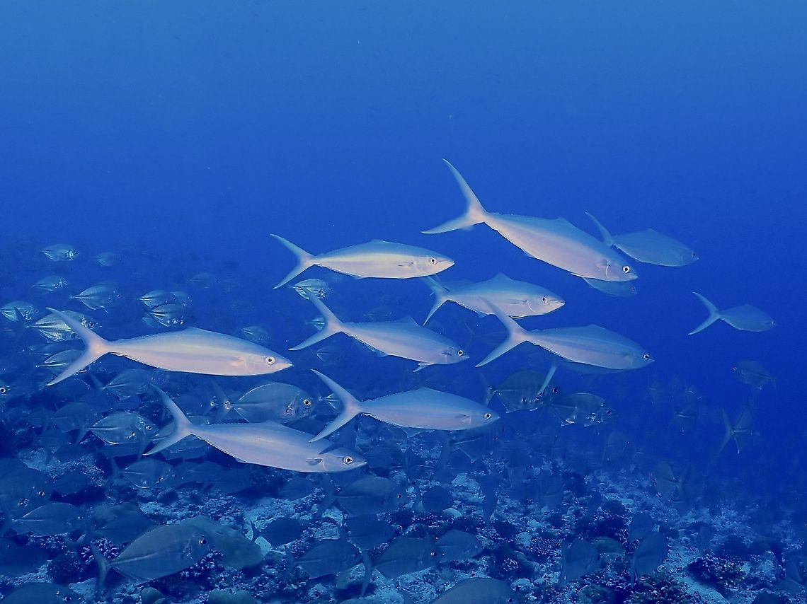 Rainbow Runner - Elagatis bipinnulata  Elagatis bipinnulata,Fish,Maldives,Rainbow Runner