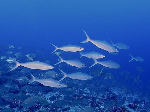Rainbow Runner - Elagatis bipinnulata Elagatis bipinnulata,Fish,Maldives,Rainbow Runner