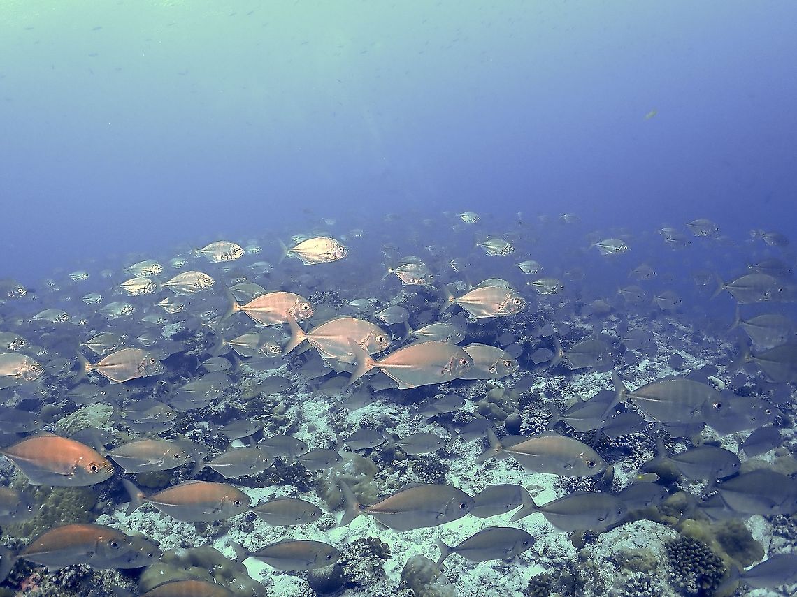 Whitetongue Trevally - Uraspis helvola  Barred Trevally,Blue trevally,Fish,Jacks,Maldives,Trevally,Uraspis helvola,Whitetongue Trevally