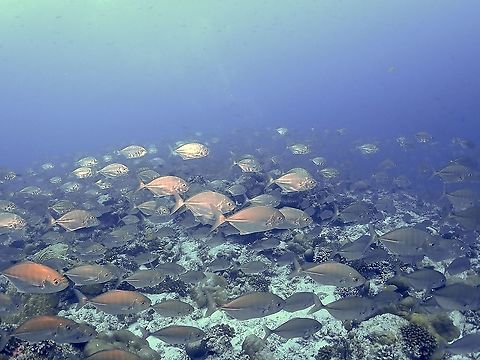 Whitetongue Trevally - Uraspis helvola  Barred Trevally,Blue trevally,Fish,Jacks,Maldives,Trevally,Uraspis helvola,Whitetongue Trevally