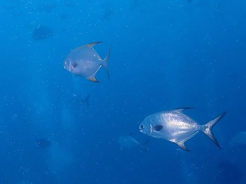 Snubnose Dart - Trachinotus blochii Silver, pectoral and anal fins frequently yellow or orange; blunt broadly rounded snout; fore lobes of rear dorsal and anal fins elongate, long widely forked tail lobes. Fish,Jack,Maldives,Pompano,Snubnose Dart,Trachinotus blochii