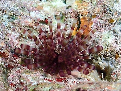 Banded Sea Urchin - Echinothrix calamaris  Banded Sea Urchin,Double spined urchin,Echinothrix calamaris,Maldives,Sea Urchin