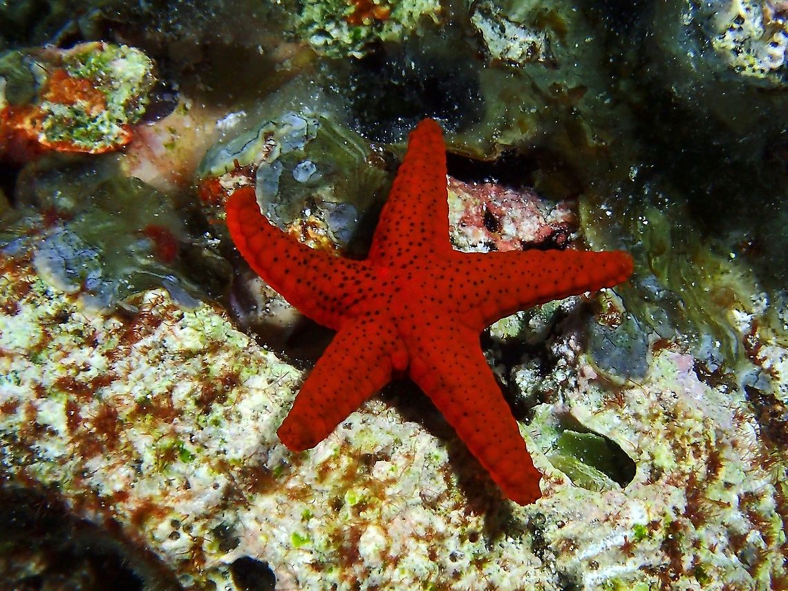 Thousand-Pores Sea Star - Fromia milleporella  Fromia milleporella,Maldives,Red starfish,Sea Star,Starfish,Thousand-Pores Sea Star