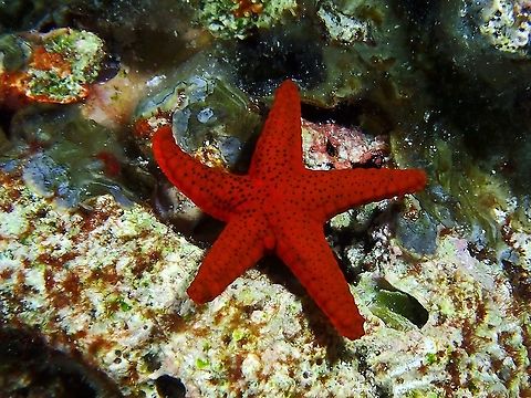 Thousand-Pores Sea Star - Fromia milleporella  Fromia milleporella,Maldives,Red starfish,Sea Star,Starfish,Thousand-Pores Sea Star