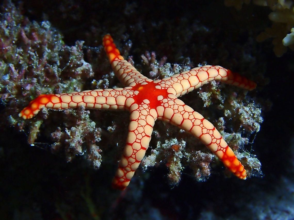 Tired Noduled Sea Star - Fromia nodosa.<br />
<br />
They looks similar to Fromia monilis. Fromia nodosa,Maldives,Noduled Sea Star,Sea Star,Starfish