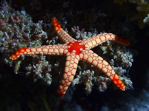 Tired Noduled Sea Star - Fromia nodosa.

They looks similar to Fromia monilis. Fromia nodosa,Maldives,Noduled Sea Star,Sea Star,Starfish