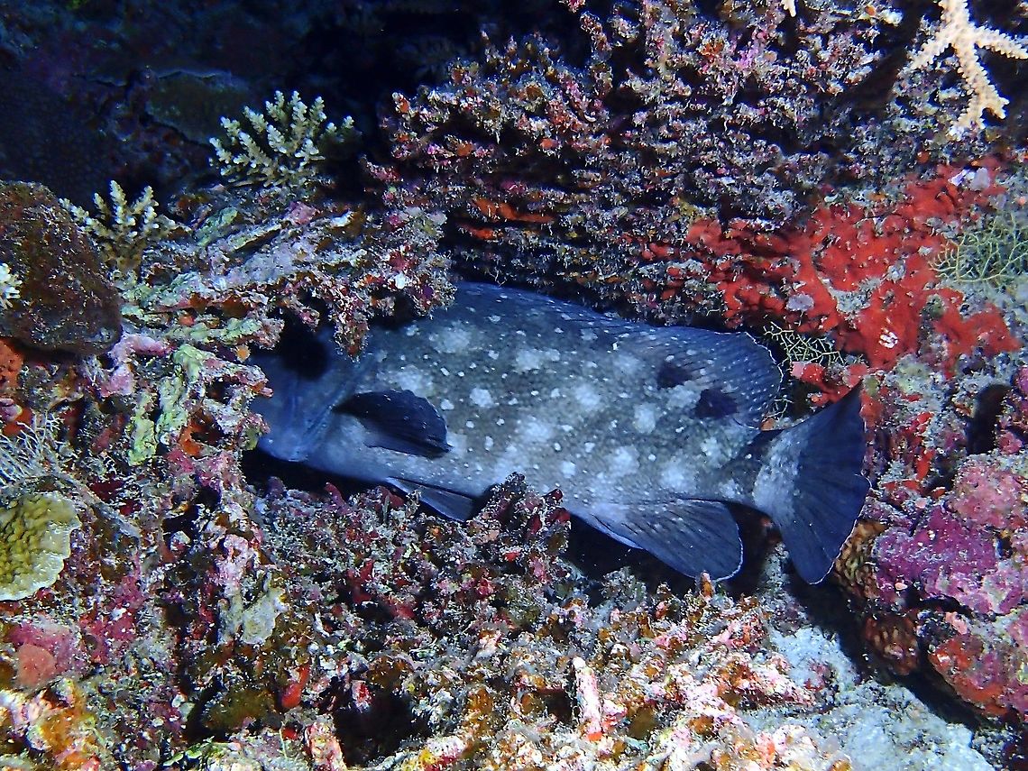Whitespotted Grouper - Epinephelus coeruleopunctatus  Epinephelus coeruleopunctatus,Fish,Grouper,Maldives,Whitespotted Grouper